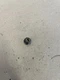 Echo SRM-230S String Trimmer Flywheel Nut B16