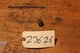 Honda Shadow 1100 VT1100t Oil Drain Plug Cap Bolt 1997 1998 1999 2000