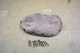 1969 BSa A65 Lightning A65L 650 Thunderbolt Unit *2217A Primary Cover 