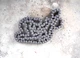 02-07 Honda Aquatrax ARX1200 ARX1200N3 ARX1200T2 OEM cam chain 14401-HW1-672