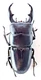 j53155. Insects, Lucanidae, Dorcus sp. Central Vietnam. 50mm. rare