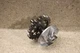 2023-2025 Yamaha YZ250F OEM Water Pump Impeller Shaft Gear 7553 S82
