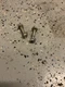 2018 17-20 Honda Grom 125 OEM Rear Shock Mounting Bolts