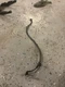 17-20 Honda Grom MSX 125 Petrol Gas Fuel Line Hose