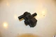 2022 Kawasaki ER 650 Air Valve Solenoid Top Engine Switch Sensor 16126-0743