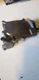 Honda Ruckus NPS50 Valve Cover Engine Head Cover Rocker Cover #B143