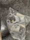 2009 Suzuki GSXR1000 Right front foot peg bracket rear set